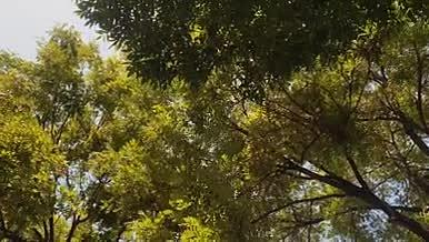 自然景观绿色树木4K高清实拍视频素材视频的预览图